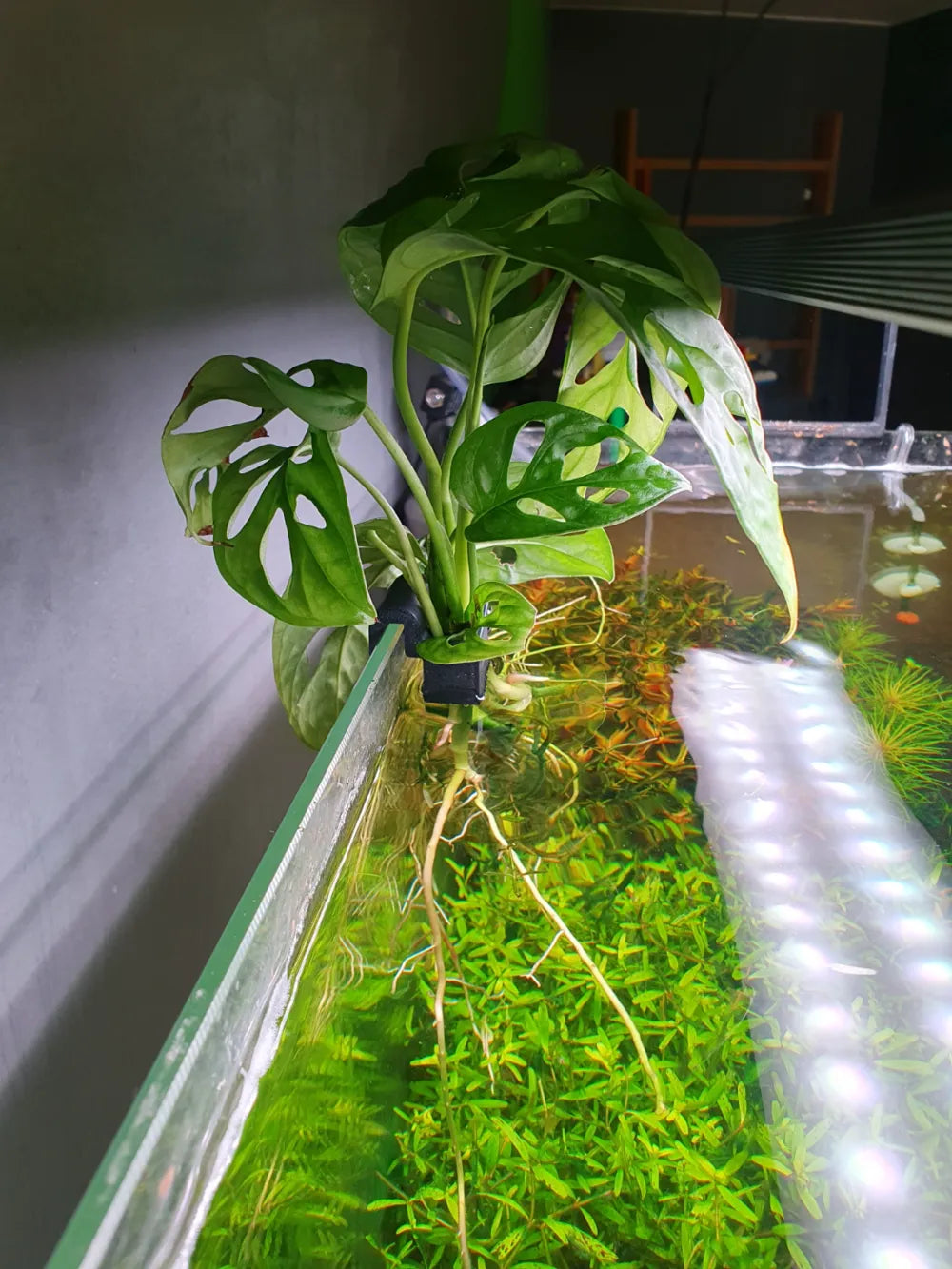 Support pour plantes d'aquarium