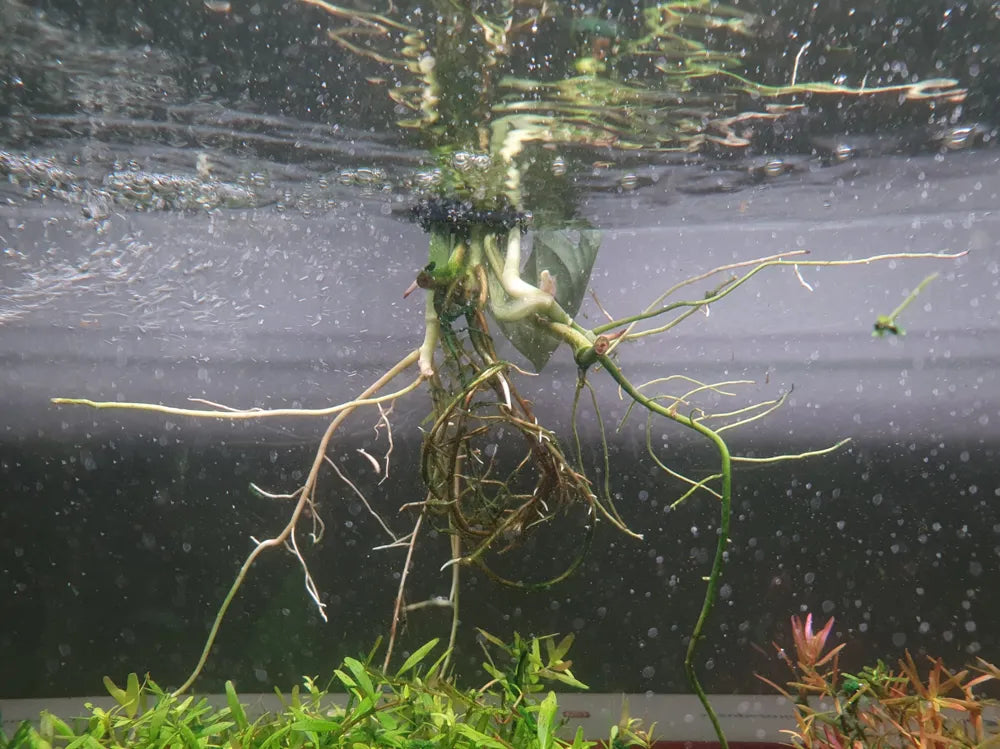 Support pour plantes d'aquarium