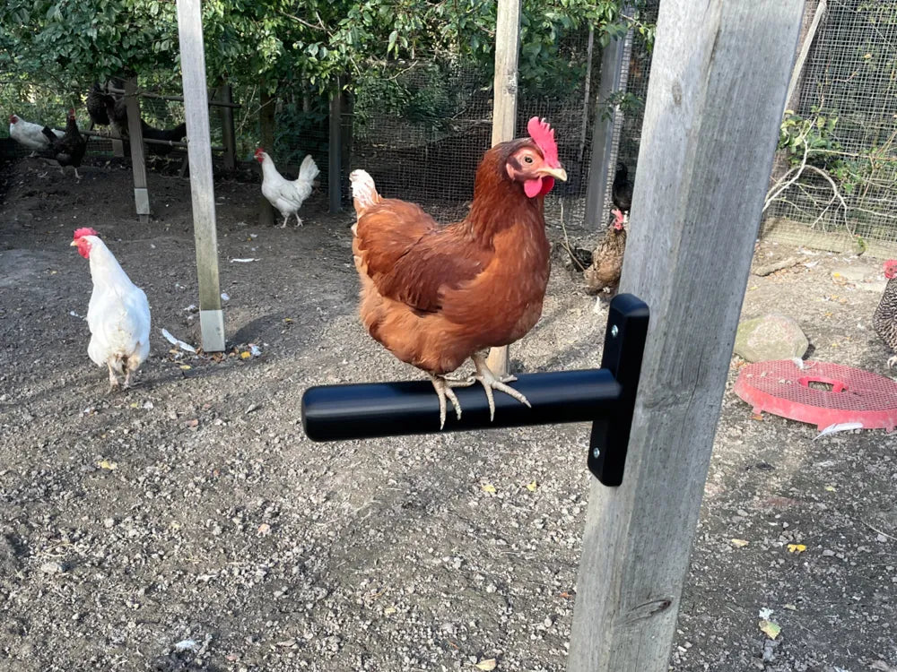 Perchoir à poulets en métal noir, barre horizontale fixée à un poteau galvanisé