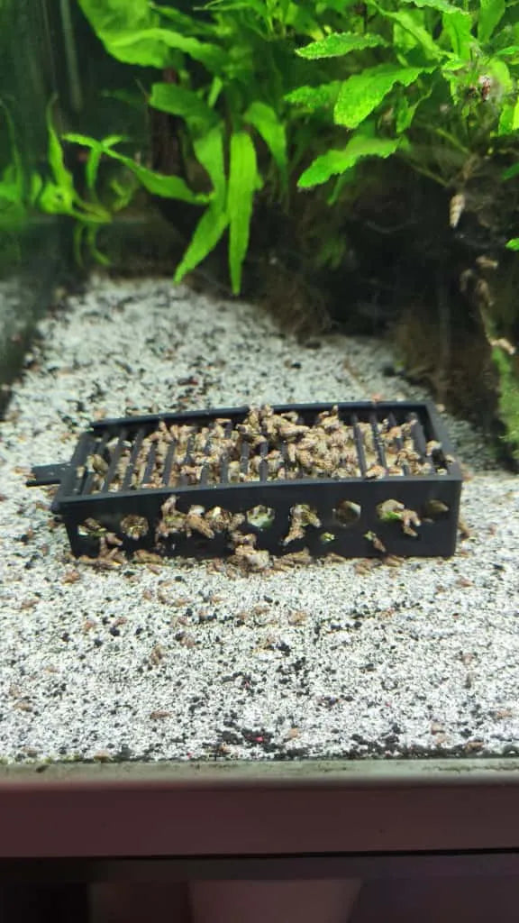 Pièges à escargots d'aquarium