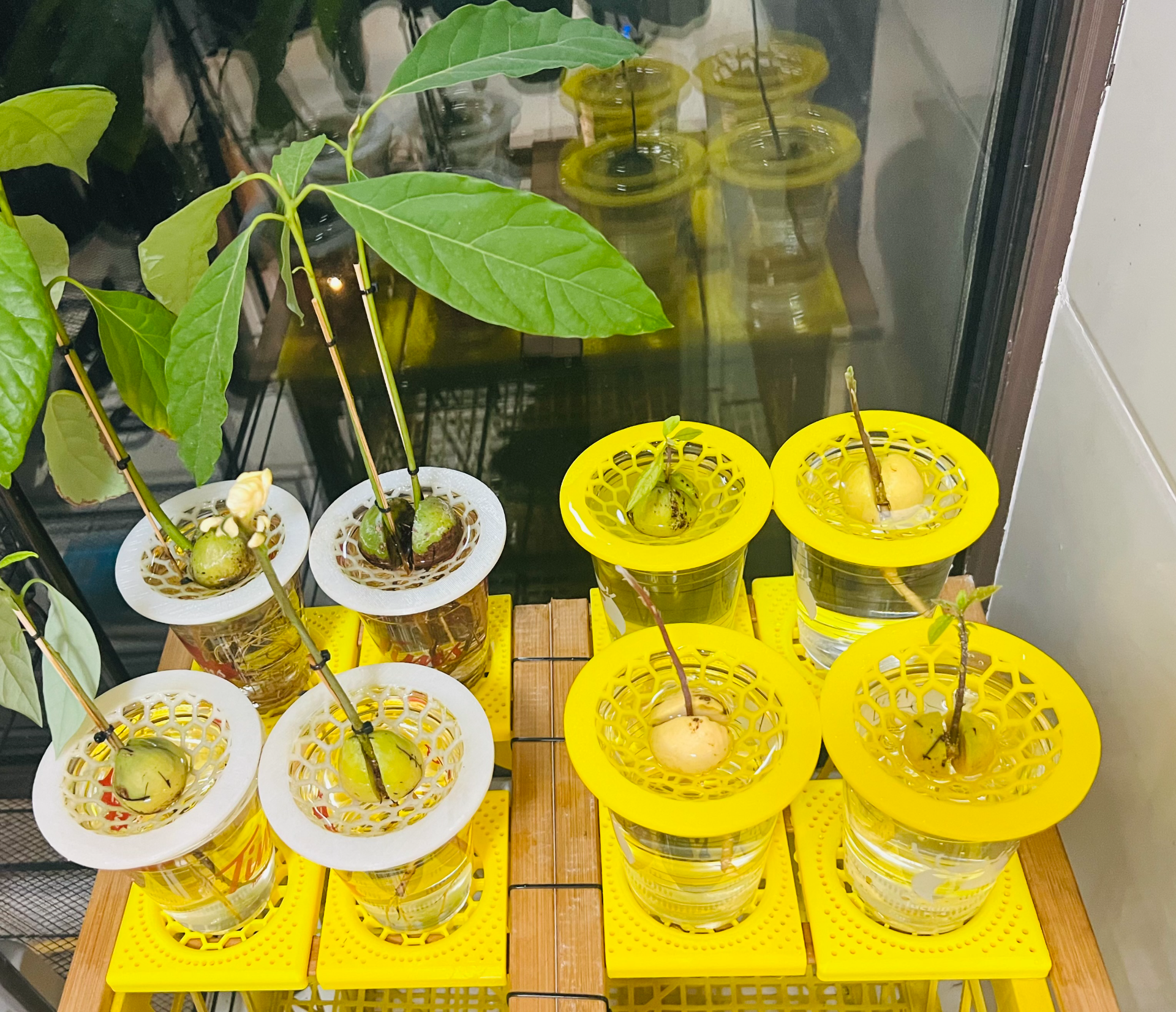 Hydroponie noyau d'avocat - Variashop