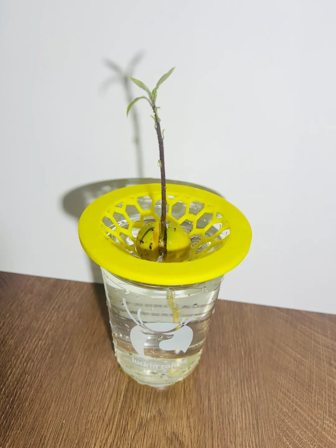 Hydroponie noyau d'avocat - Variashop