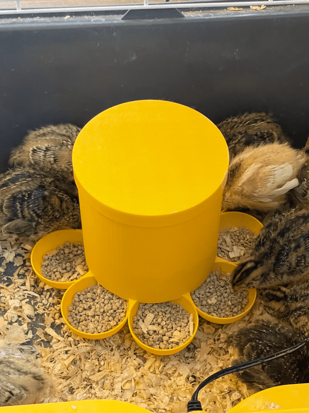 Mangeoire à 8 stations pour poussins de caille ou de poulet - Variashop