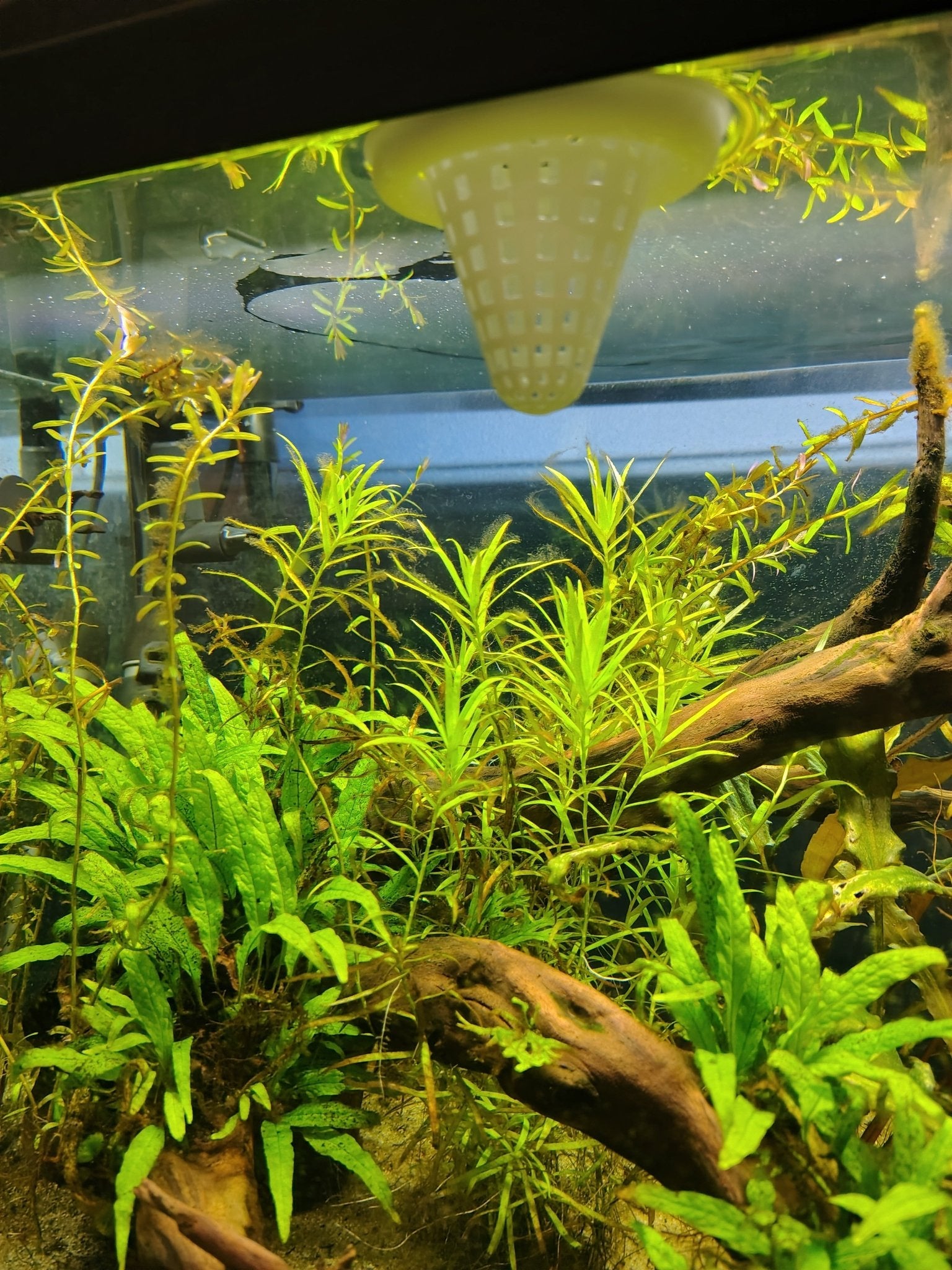 Nourrisseur flottant pour aquarium - Variashop