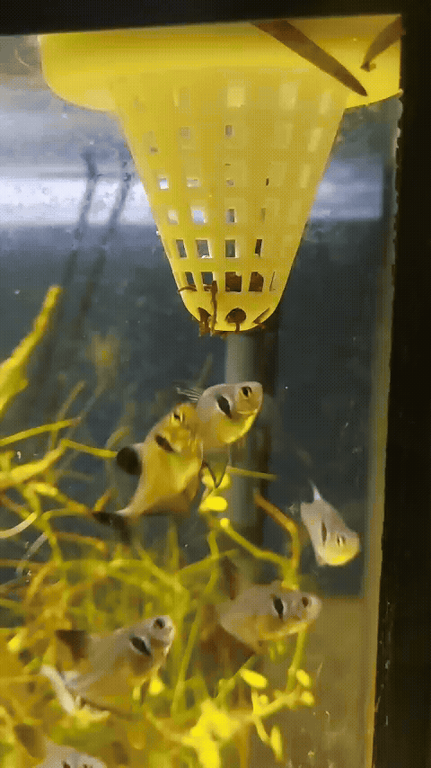 Nourrisseur flottant pour aquarium, cône jaune perforé, poissons autour